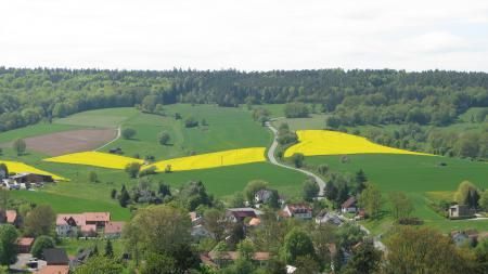 Hügelige Landschaft mit blühendem Raps im Knüll